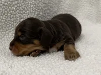 Hex , a male Dachshund and Miniature Dachshund for sale in Lexington, KY – Photo 1 of 4