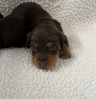 Hex , a male Dachshund and Miniature Dachshund for sale in Lexington, KY – Photo 3 of 4