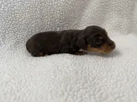 Hex , a male Dachshund and Miniature Dachshund for sale in Lexington, KY – Photo 4 of 4