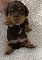 Hex , a male Dachshund and Miniature Dachshund for sale in Lexington, KY – Photo 2 of 4
