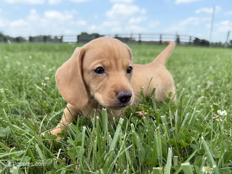 Rumi, AKC – Dachshund, Miniature Dachshund puppy for sale in Lexington, KY