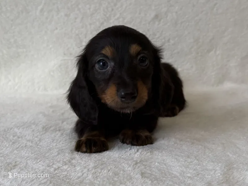 Sassy – Dachshund, Miniature Dachshund puppy on hold in Lexington, KY