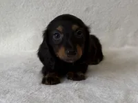Sassy, a female Dachshund and Miniature Dachshund for sale in Lexington, KY – 1 of 5