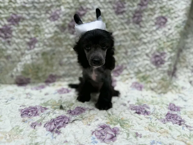 Dover  – Chinese Crested puppy for sale in Lexington, KY