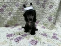 Dover , a male Chinese Crested for sale in Lexington, KY – 1 of 6