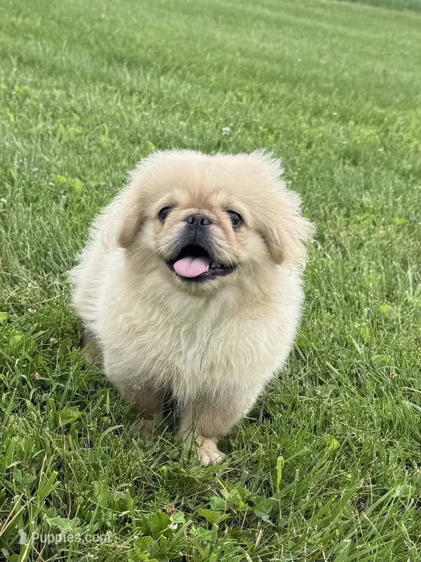 Walter – Pekingese puppy on hold in Lexington, KY
