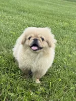 Walter, a male Pekingese for sale in Lexington, KY – 1 of 6