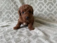 Petrie, a male Poodle - Miniature  for sale in Lexington, KY – 5 of 5