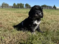 Rollo, a male Cockapoo for sale in Lexington, KY – 7 of 8