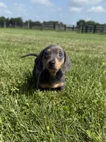 Bluebelle AKC, a female Dachshund and Miniature Dachshund for sale in Lexington, KY – 4 of 6