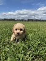 Mazie, a female Poodle - Toy  and Poodle - Miniature  for sale in Lexington, KY – 4 of 5
