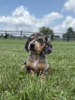 Rumsfeld, a male Dachshund and Miniature Dachshund for sale in Lexington, KY – 3 of 6