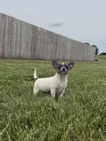 Belle , a female Chihuahua for sale in Lexington, KY – 2 of 6