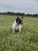 Belle , a female Chihuahua for sale in Lexington, KY – 6 of 6
