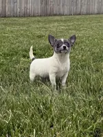 Belle , a female Chihuahua for sale in Lexington, KY – 4 of 6