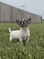 Belle , a female Chihuahua for sale in Lexington, KY – 5 of 6