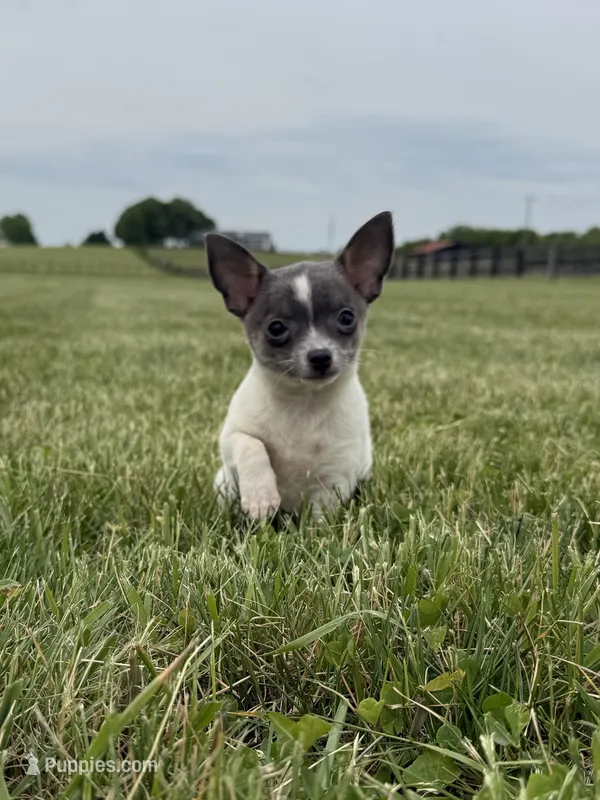 Belle , a female Chihuahua for sale in Lexington, KY – 1 of 6