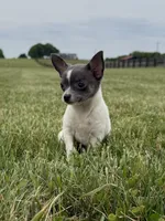 Belle , a female Chihuahua for sale in Lexington, KY – 3 of 6