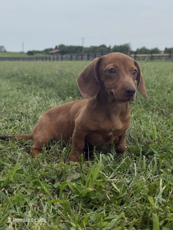  Violet – Dachshund, Miniature Dachshund puppy for sale in Lexington, KY