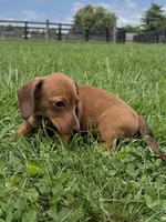 Sandy, a female Dachshund and Miniature Dachshund for sale in Lexington, KY – 4 of 4