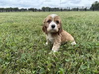 Lady, a female Cocker Spaniel for sale in Lexington, KY – 2 of 5