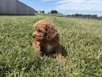 Teddy , a male Cockapoo for sale in Lexington, KY – 5 of 7