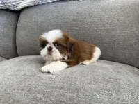 Ham, a male Shih Tzu for sale in Lexington, KY – Photo 3 of 5