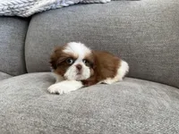 Ham, a male Shih Tzu for sale in Lexington, KY – Photo 4 of 5