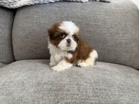 Ham, a male Shih Tzu for sale in Lexington, KY – Photo 2 of 5