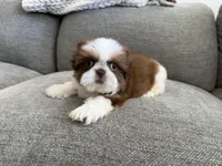 Ham, a male Shih Tzu for sale in Lexington, KY – Photo 1 of 5