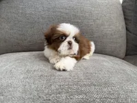 Ham, a male Shih Tzu for sale in Lexington, KY – Photo 5 of 5