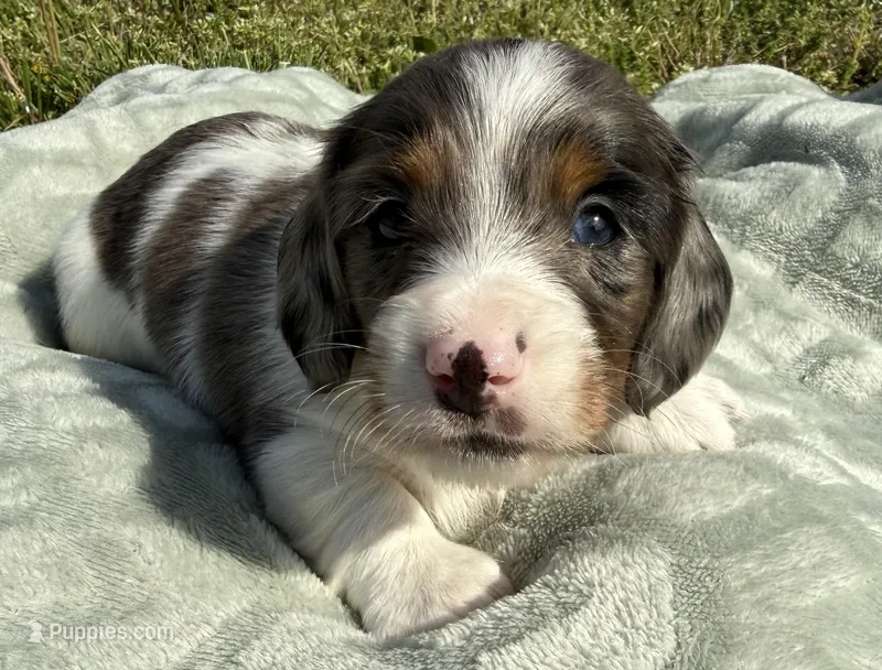 Gibby – Dachshund, Miniature Dachshund puppy for sale in Lexington, KY