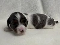 Gibby, a male Dachshund and Miniature Dachshund for sale in Lexington, KY – Photo 4 of 5