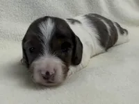 Gibby, a male Dachshund and Miniature Dachshund for sale in Lexington, KY – Photo 3 of 5