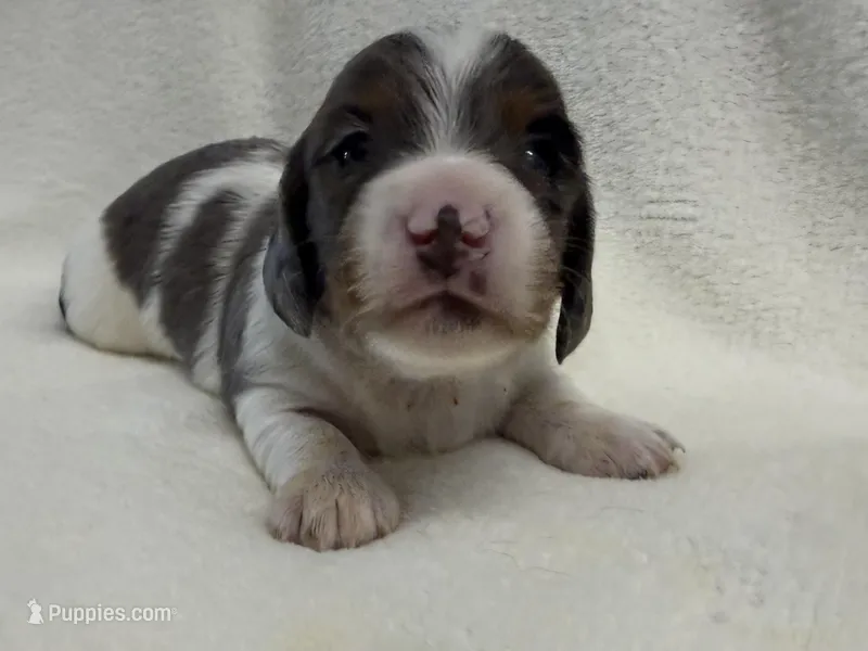 Gibby – Dachshund, Miniature Dachshund puppy for sale in Lexington, KY