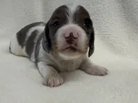 Gibby, a male Dachshund and Miniature Dachshund for sale in Lexington, KY – Photo 1 of 5