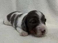 Gibby, a male Dachshund and Miniature Dachshund for sale in Lexington, KY – Photo 2 of 5