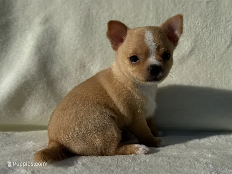 Charlie  – Chihuahua puppy for sale in Lexington, KY