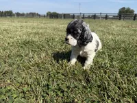Pickles , a male Cocker Spaniel for sale in Lexington, KY – 6 of 6