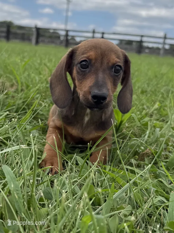 Scout – Dachshund, Miniature Dachshund puppy for sale in Lexington, KY