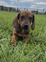 Scout, a male Dachshund and Miniature Dachshund for sale in Lexington, KY – 1 of 4