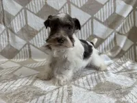 Parker , a male Miniature Schnauzer for sale in Lexington, KY – Photo 5 of 6