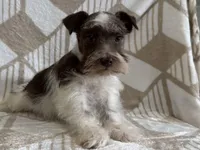 Parker , a male Miniature Schnauzer for sale in Lexington, KY – Photo 1 of 6