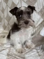 Parker , a male Miniature Schnauzer for sale in Lexington, KY – Photo 3 of 6