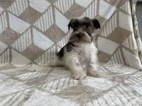 Parker , a male Miniature Schnauzer for sale in Lexington, KY – Photo 6 of 6