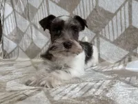 Parker , a male Miniature Schnauzer for sale in Lexington, KY – Photo 4 of 6