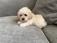 Max, a male Maltipoo for sale in Lexington, KY – 5 of 5