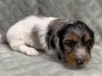 Lexie, a female Dachshund and Miniature Dachshund for sale in Lexington, KY – 5 of 10