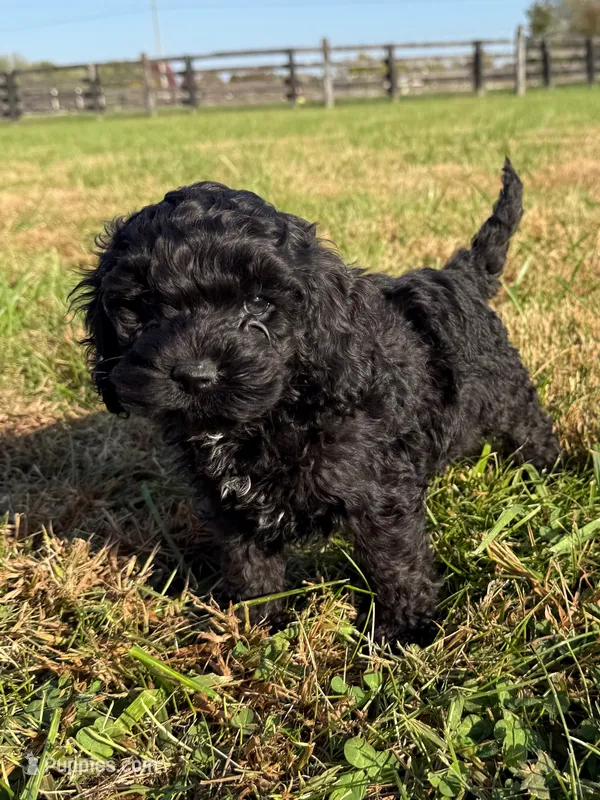 Coal – Cockapoo puppy for sale in Lexington, KY