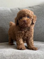 Boris, a male Poodle - Toy  and Poodle - Miniature  for sale in Lexington, KY – 1 of 5